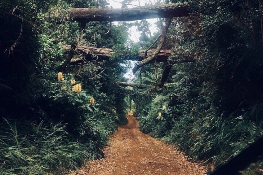 Jeep Tour on the West Coast, Fanal Magic Forest - All Day