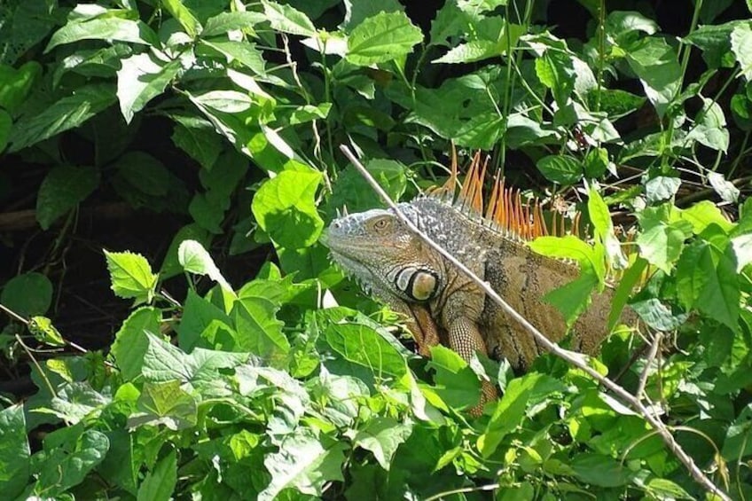 Maya Skywalk Adventure Combo Zipline, Tubing and Wildlife Safari