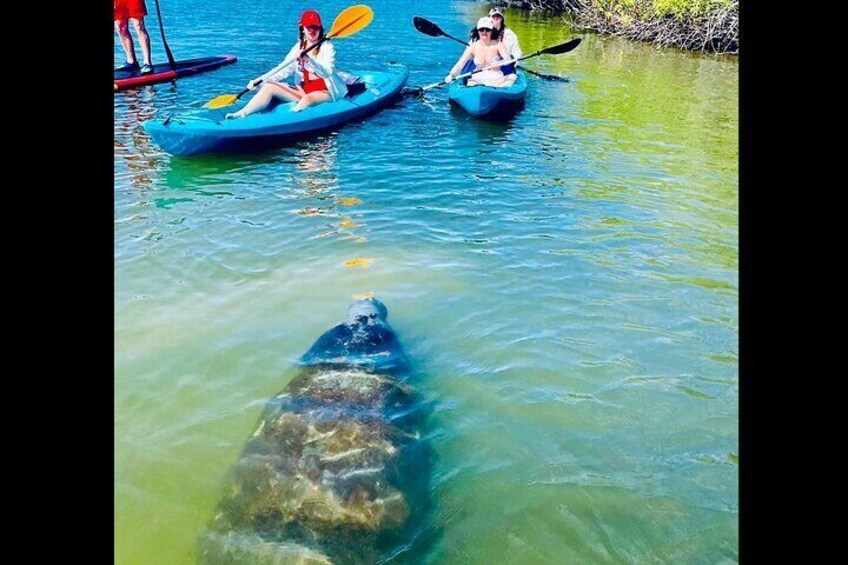 Anther Manatee coming to say hi in St. Augustine!