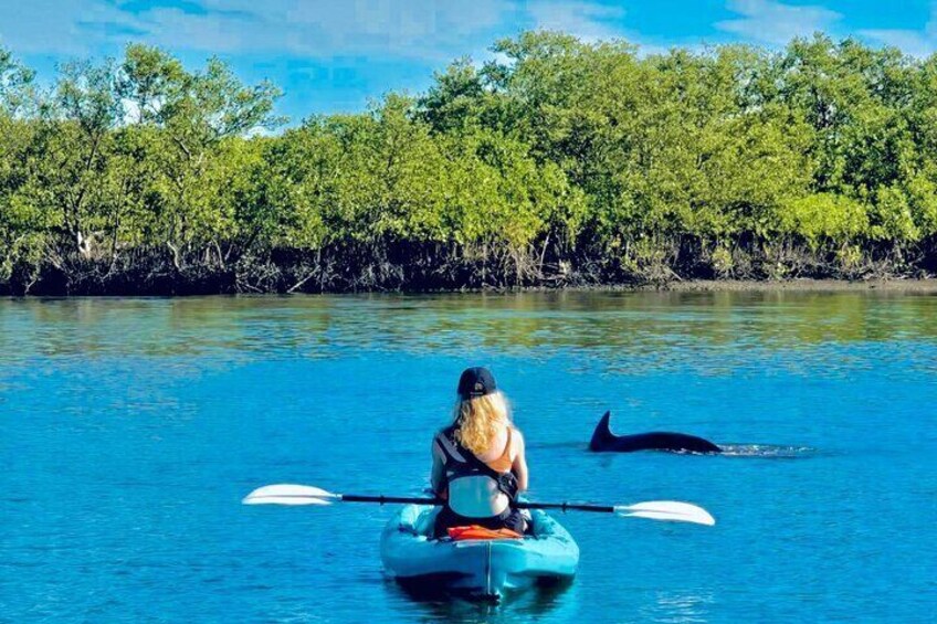 We often see the baby Dolphins where we go in St. Augustine!