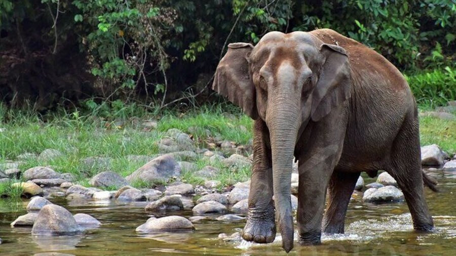 Private Half Day Anakulam Jeep Safari from Munnar