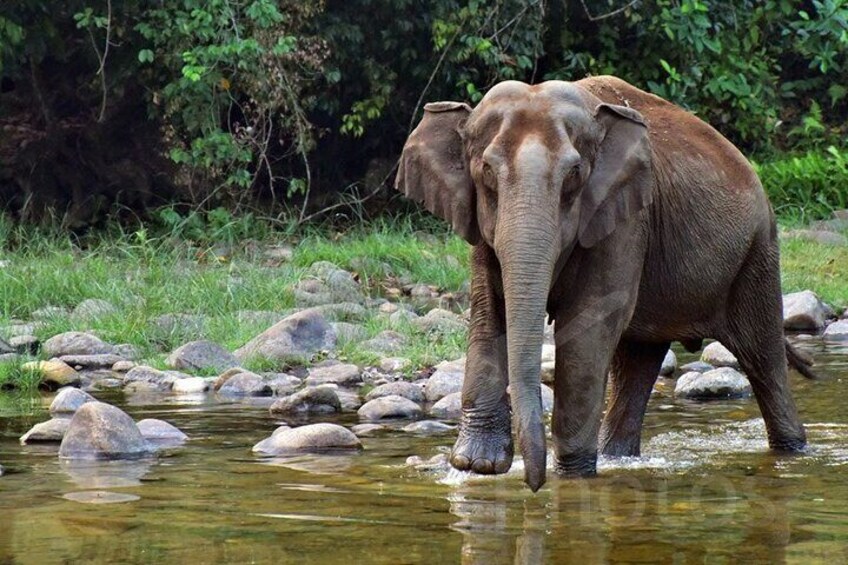 Private Half Day Anakulam Jeep Safari from Munnar