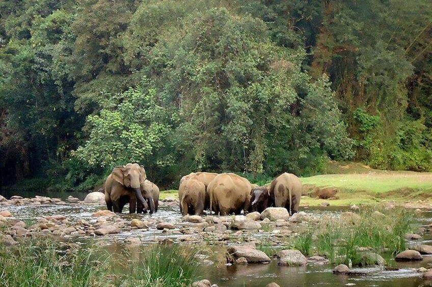 Wild elephant view point