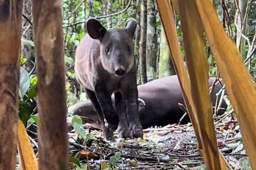 Tapir