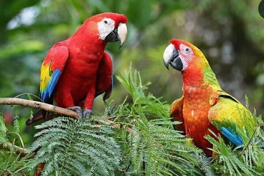 Macaws add vibrant colors to the rainforest