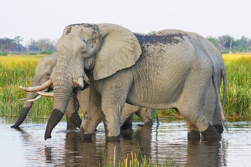  2 Days Overnight Camping in Chobe National Park