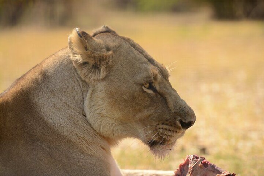  2 Days Overnight Camping in Chobe National Park