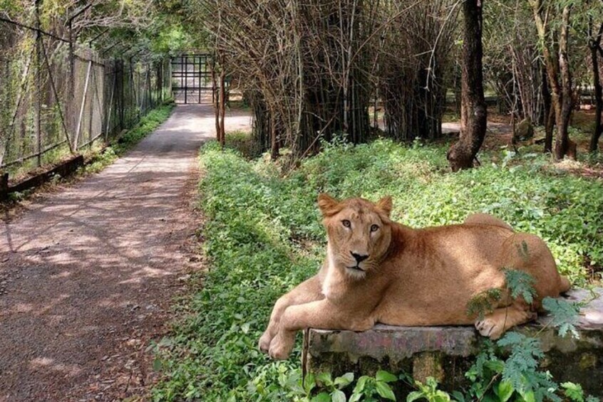 Bannerghatta Park Day Tour Safari with Private Transfer