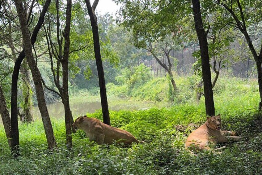 Bannerghatta Park Safari & Zoo Tickets with Private Transfer