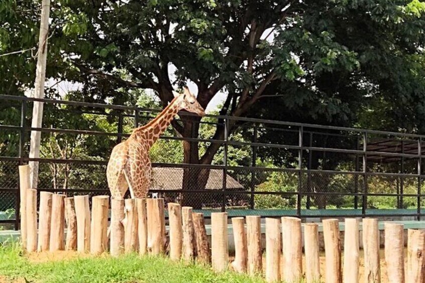 Bannerghatta Park Day Tour Safari with Private Transfer