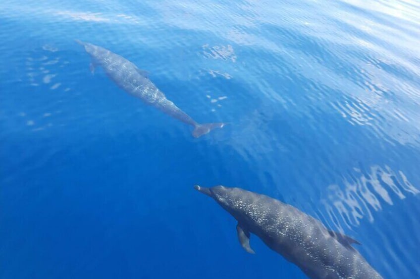 Private 4-Hour Dolphin and Whale Experience