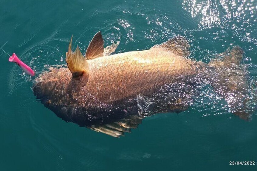Private 9-Hour Fishing Experience in Golfo Dulce