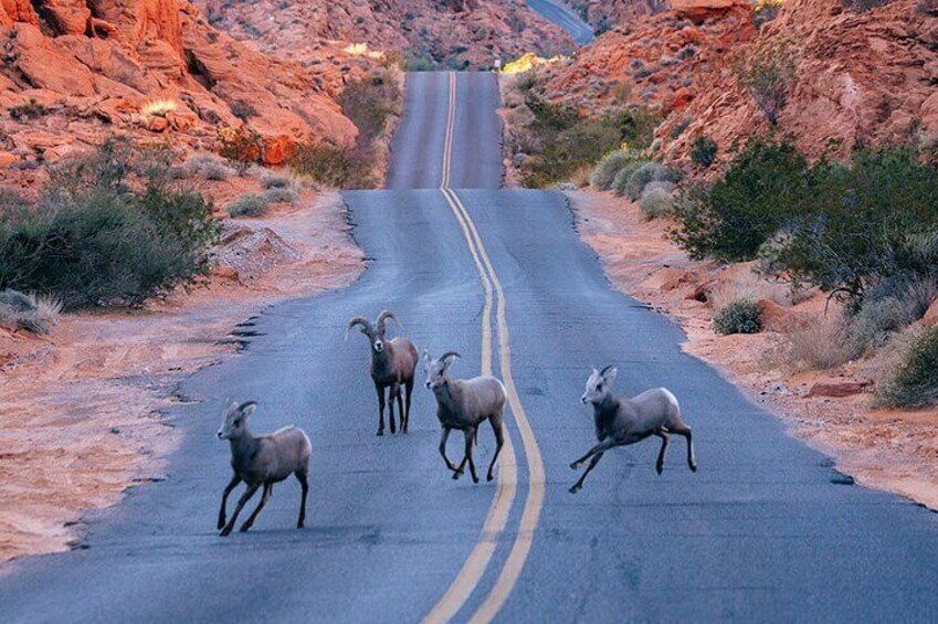 Valley of Fire State Park on a Slingshot