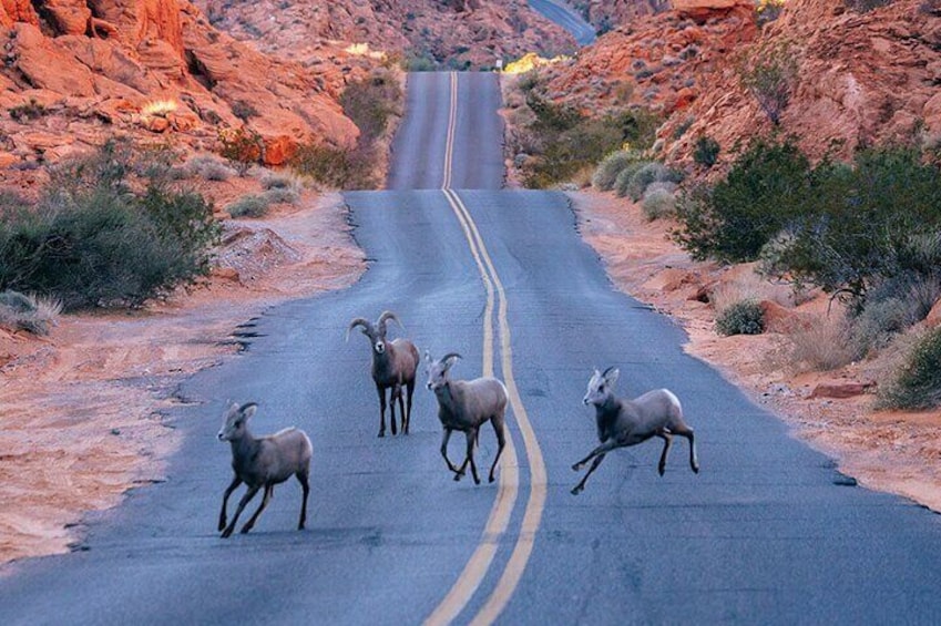 Valley of Fire State Park on a Slingshot