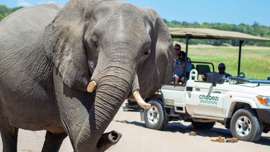 From Victoria Falls: Full day trip to Chobe, Botswana