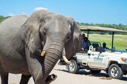 From Victoria Falls: Full day trip to Chobe, Botswana