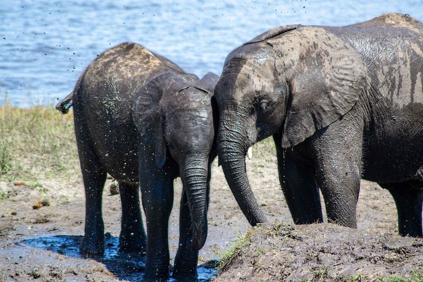 Picture 1 for Activity From Victoria Falls: Full day trip to Chobe, Botswana