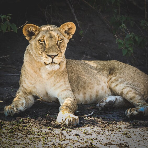 Picture 4 for Activity From Victoria Falls: Full Chobe Day trip to Chobe, Botswana