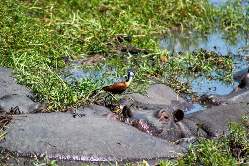 Picture 13 for Activity From Victoria Falls: Full day trip to Chobe, Botswana