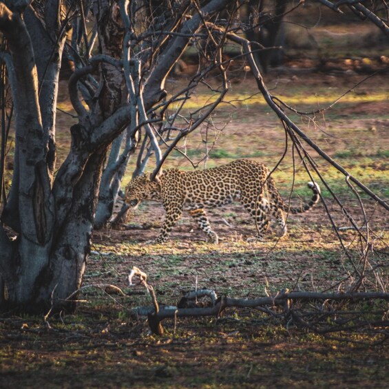 Picture 3 for Activity From Victoria Falls: Full Chobe Day trip to Chobe, Botswana