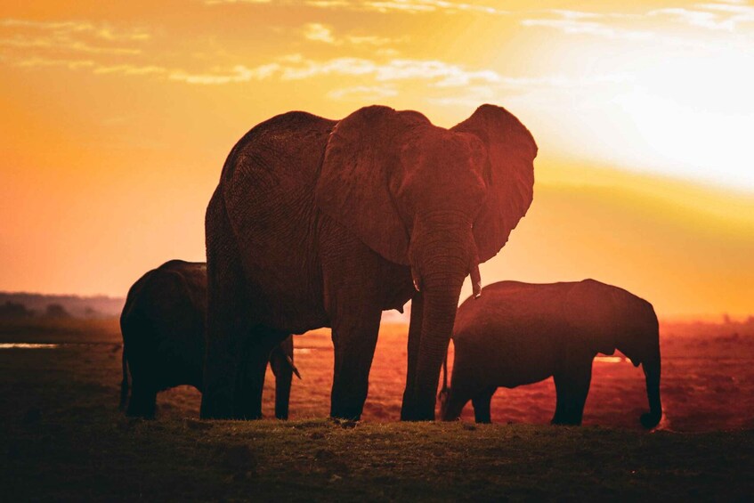 Picture 20 for Activity From Victoria Falls: Full Chobe Day trip to Chobe, Botswana