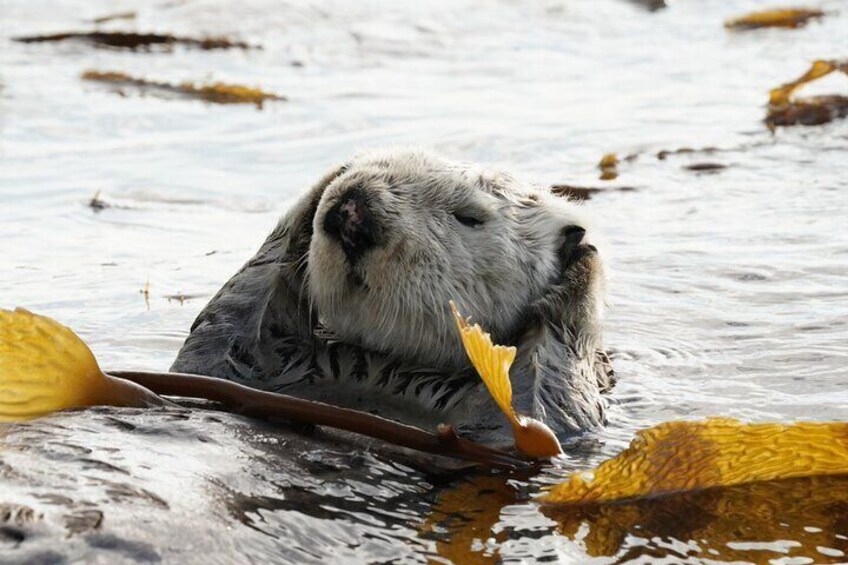 Premiere Whale Watching and Wildlife Tour