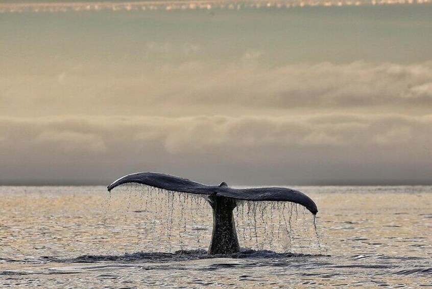 2-Hour Whale Watching and Wildlife Tour