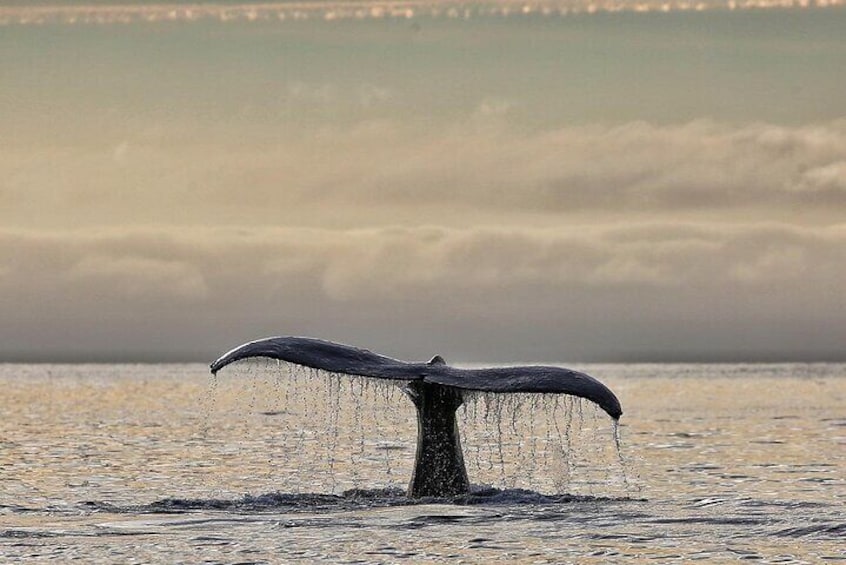 2-Hour Whale Watching and Wildlife Tour