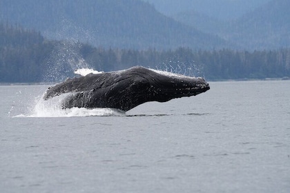 Premier Whale Watching and Wildlife Tour