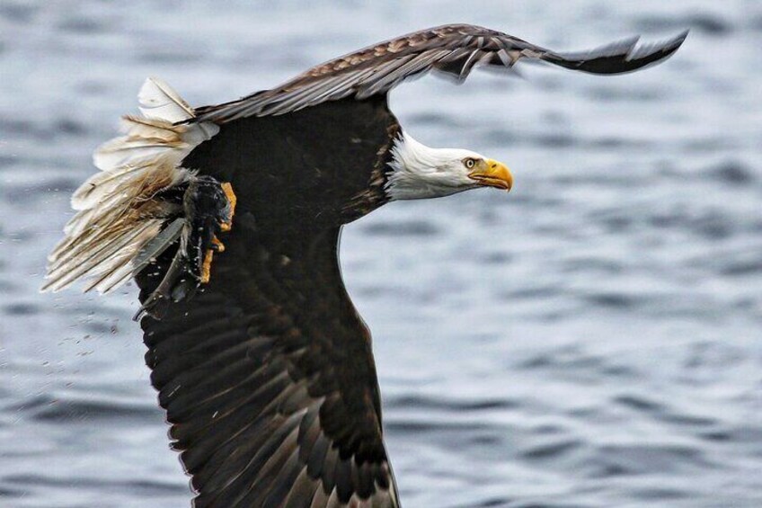 2-Hour Whale Watching and Wildlife Tour