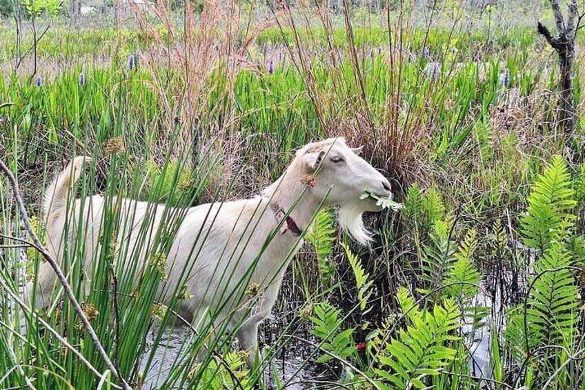 Farm Experience with Ponies, Bunnies, Chickens and Goats