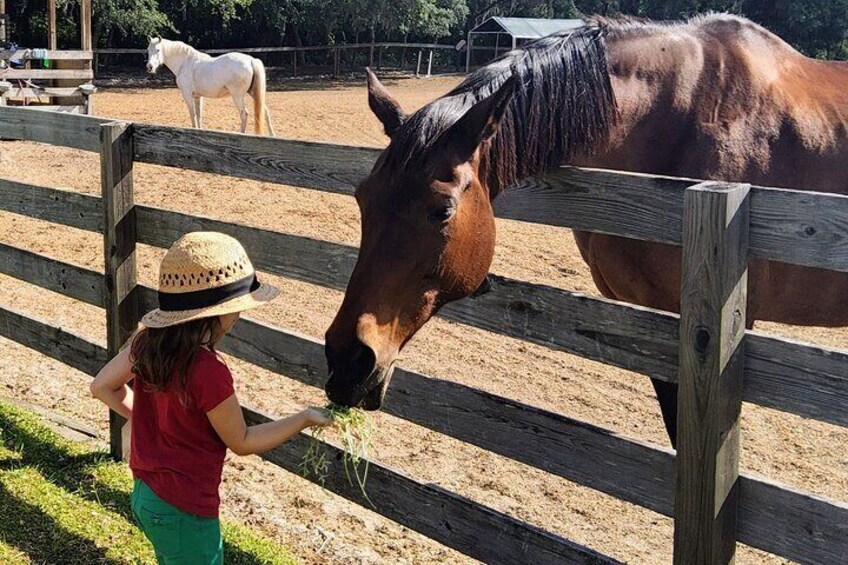 Farm Experience with Ponies, Bunnies, Chickens and Goats