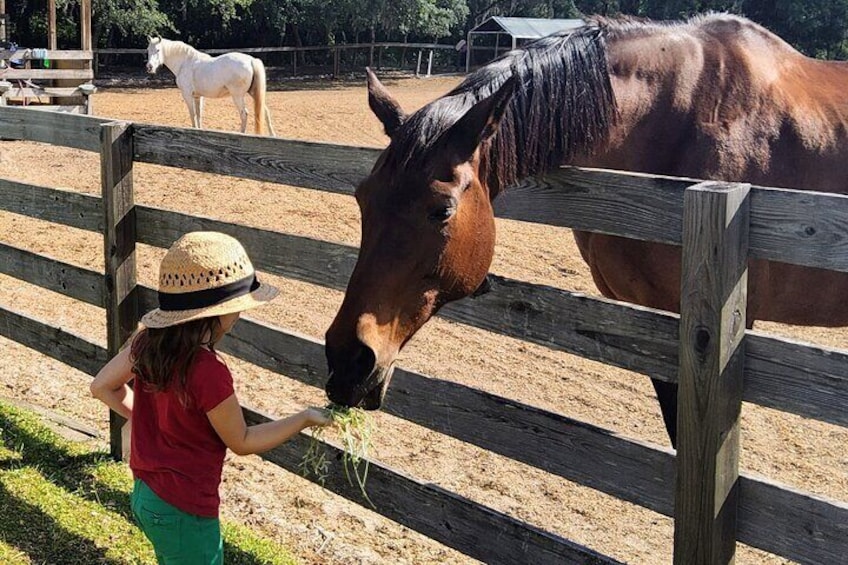 Farm Experience with Ponies, Bunnies, Chickens and Goats