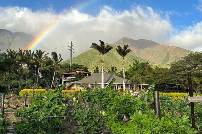 Our Farm in the foothills of the West Maui Mountains