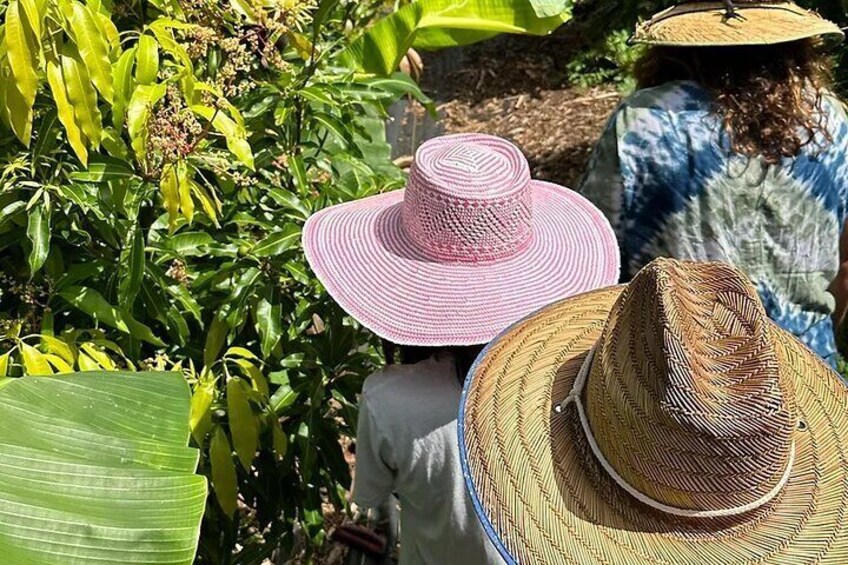 Taking a walk among flowering mango trees