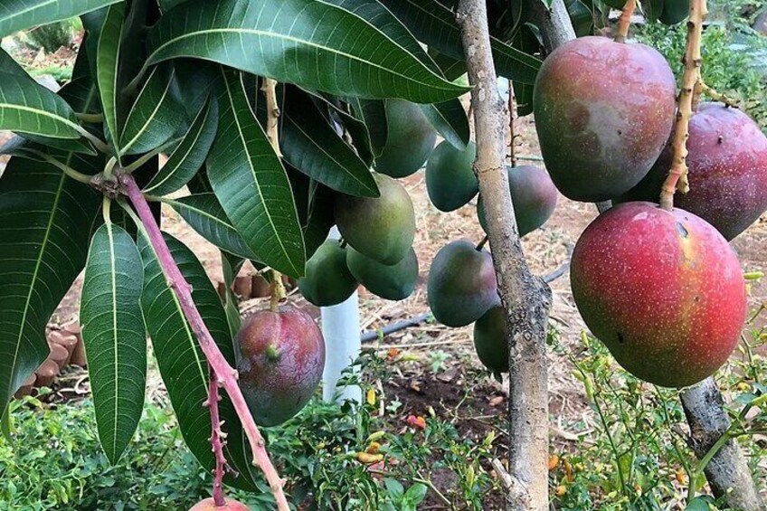 Mangos picked close to the moment of ripeness