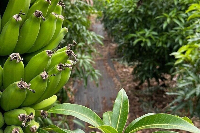 A walk in our syntropic food forest