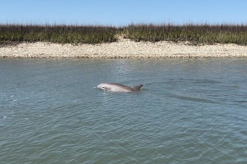 Morris Island Dolphin Cruise and Shelling Trip