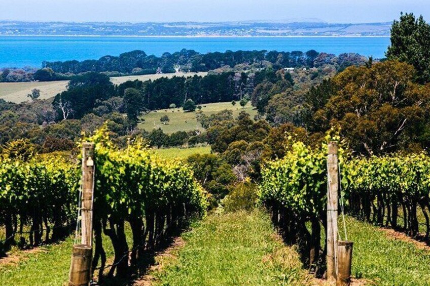 Mornington Peninsula Winery, Beer and Spirits Tour