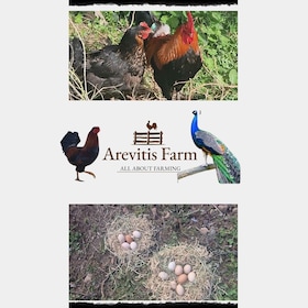 Be A Farmer for A Day in Arevitis Farm!