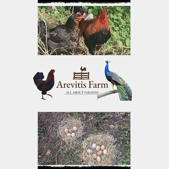 Be A Farmer for A Day in Arevitis Farm!