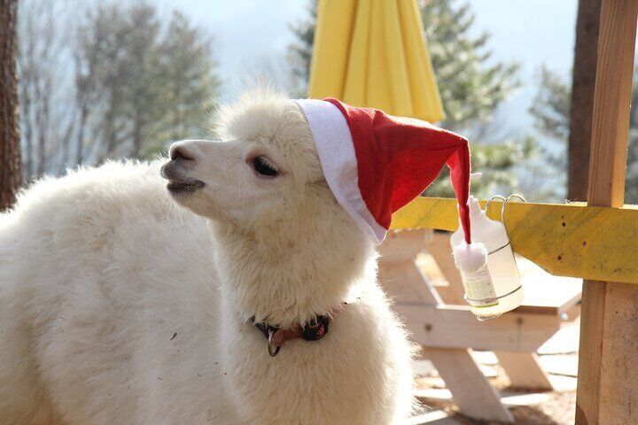 Eobi Ice Valley Nami Island and Alpaca World Tour from Seoul