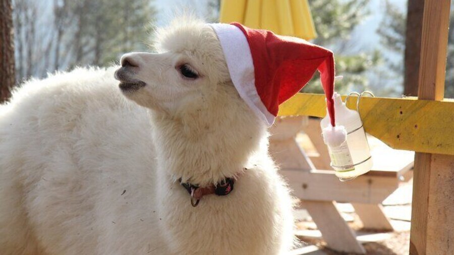 Eobi Ice Valley Nami Island and Alpaca World Tour from Seoul