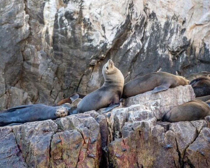 Cruise Date Delight! La Paz: Swim with Sea Lions!