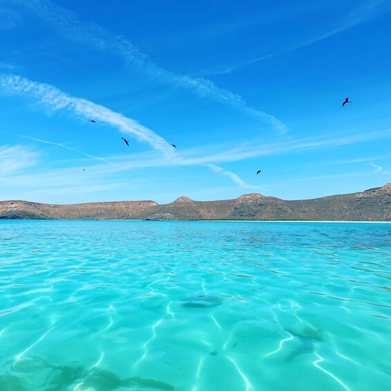 Picture 3 for Activity Cruise Date Delight! La Paz: Swim with Sea Lions!