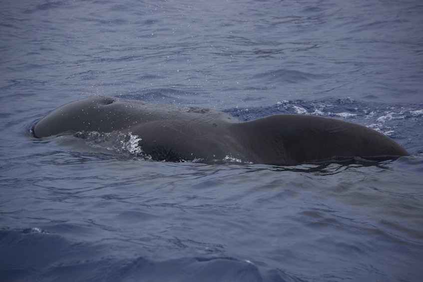 Picture 3 for Activity Funchal: Guarantee Wild Dolphin&Whale Watching by RIB