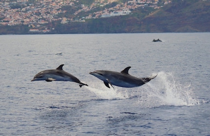 Funchal: Guarantee Wild Dolphin&Whale Watching by RIB