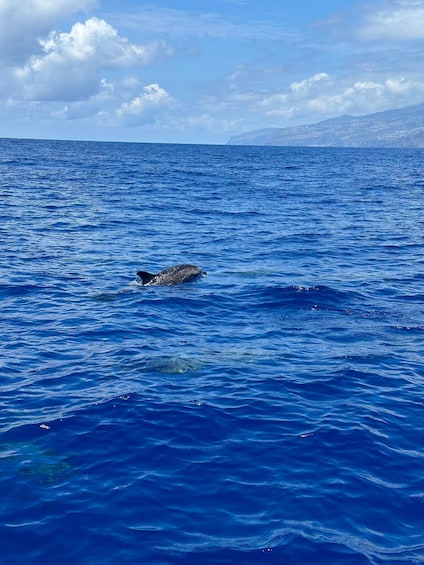 Picture 7 for Activity Funchal: Guarantee Wild Dolphin&Whale Watching by RIB