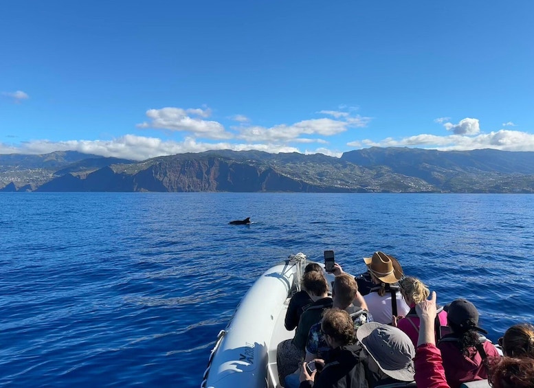 Picture 4 for Activity Funchal: Guarantee Wild Dolphin&Whale Watching by RIB