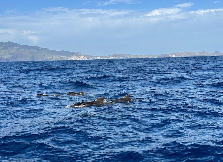 Picture 5 for Activity Funchal: Guarantee Wild Dolphin&Whale Watching by RIB